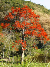 Load image into Gallery viewer, Yawanawá • Força Feminina (Erythrina mulungu)