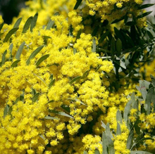 Load image into Gallery viewer, Katukina • Jurema