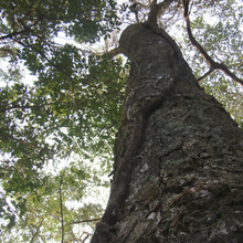 Load image into Gallery viewer, Katukina • Pau Pereira