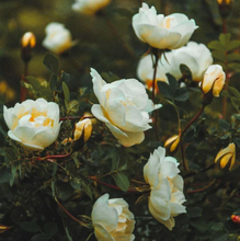 Load image into Gallery viewer, Nukini • Rosa Blanca
