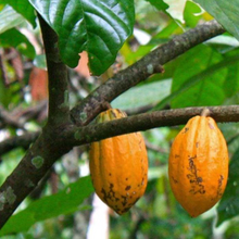 Load image into Gallery viewer, Katukina • Cacau