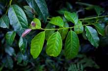 Load image into Gallery viewer, Wayusa (Guayusa) Energy Tea - Quechua tribe (Ecuador), 100% Organic