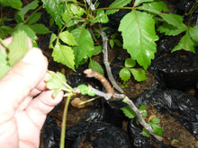 Load image into Gallery viewer, Palo Santo Essential Oil 15ml - Ecuador