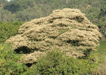 Load image into Gallery viewer, Katukina • Jurema