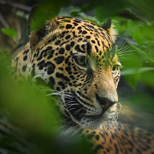 Load image into Gallery viewer, Nukini • Onça