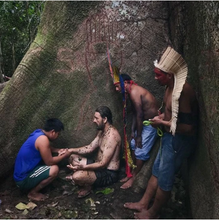 Load image into Gallery viewer, Kuntanawa • Samaúma Root