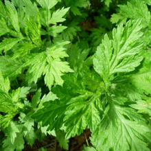 Load image into Gallery viewer, Yawanawá • Mugwort