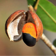 Load image into Gallery viewer, Kaxinawa • Seven Herbs