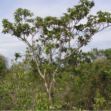 Load image into Gallery viewer, Katukina • Murici