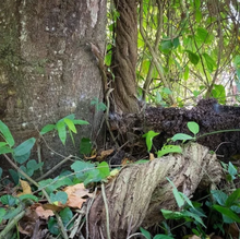 Load image into Gallery viewer, Kaxinawá • Grandmother Vine