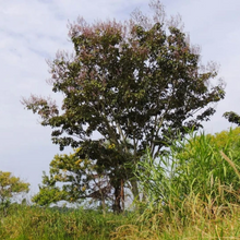 Load image into Gallery viewer, Kaxinawa • Tsunu