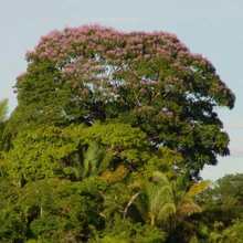 Load image into Gallery viewer, Kaxinawa • Cumaru