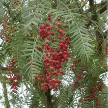 Load image into Gallery viewer, Yawanawá • Força Feminina