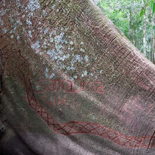 Load image into Gallery viewer, Kuntanawa • Samaúma Root