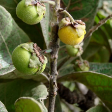 Load image into Gallery viewer, Katukina • Murici