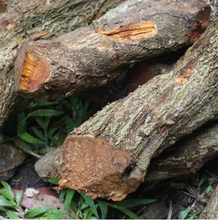 Load image into Gallery viewer, Kaxinawá • Grandmother Vine