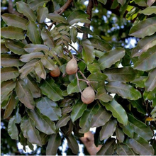 Load image into Gallery viewer, Kaxinawa • Cumaru