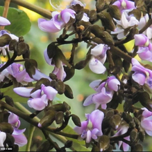 Load image into Gallery viewer, Kaxinawa • Tsunu