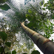 Load image into Gallery viewer, Katukina • Paricá