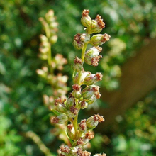 Load image into Gallery viewer, Yawanawá • Mugwort