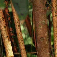 Load image into Gallery viewer, Yawanawá • Força Feminina