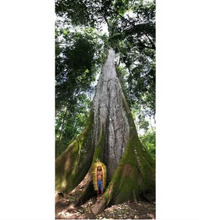 Load image into Gallery viewer, Kuntanawa • Samaúma Root