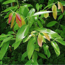 Load image into Gallery viewer, Kaxinawa • Seven Herbs