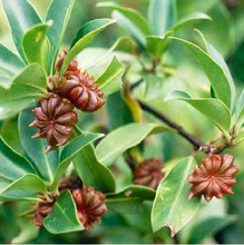 Load image into Gallery viewer, Yawanawá • Força Feminina