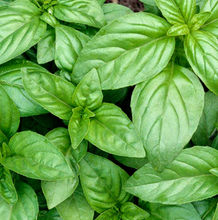 Load image into Gallery viewer, Kaxinawa • Seven Herbs