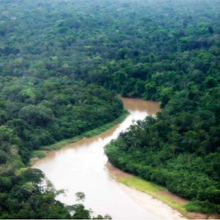 Load image into Gallery viewer, Kuntanawa • Samaúma Root