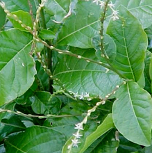 Load image into Gallery viewer, Kaxinawa • Seven Herbs