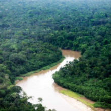 Load image into Gallery viewer, Yawanawá • Mugwort