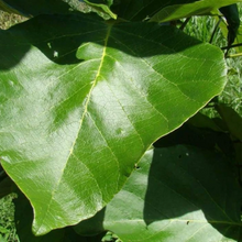 Load image into Gallery viewer, Yawanawá • Tsunu Forte