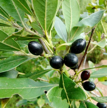 Load image into Gallery viewer, Kaxinawa • Seven Herbs