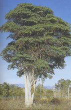 Load image into Gallery viewer, Kaxinawa • Tsunu