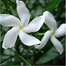 Load image into Gallery viewer, Golden Sananga, Yawanawá