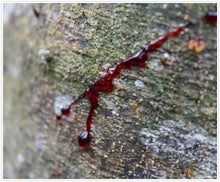Load image into Gallery viewer, Dragon’s blood 25ml, Ecuador